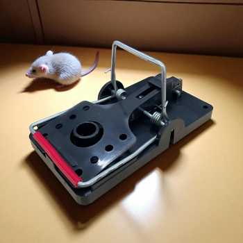 BAIT Jebakan Tikus Jepitan Highly Sensitive Sharp Bite Mousetrap ABS - B-1