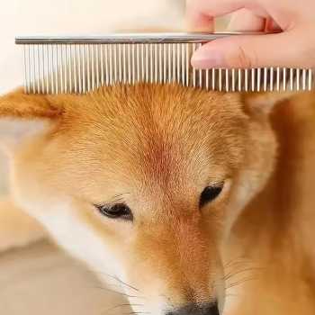 Dtog Set Gunting Grooming Perawatan Bulu Anjing 6in1 - INU73 Gambar produk Dtog Set Gunting Grooming Perawatan Bulu Anjing 6in1 - INU73