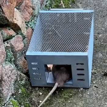 Gambar produk Bamberg Jebakan Perangkap Tikus Besi Otomatis One Way Door Mouse Trap - BG-22