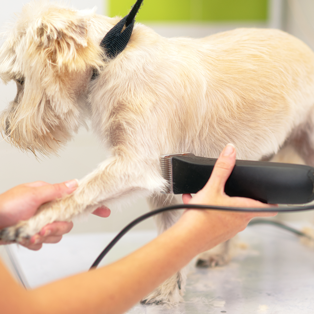 Mata Pisau Cukur Hewan Pet Clipper Stainless for Baorun P6 P7 S1 P9 - CP44 Gambar produk Mata Pisau Cukur Hewan Pet Clipper Stainless for Baorun P6 P7 S1 P9 - CP44