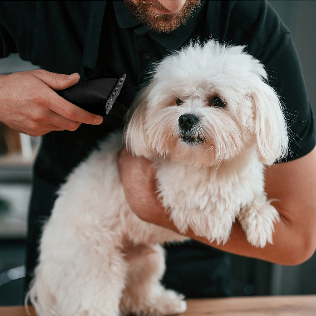 Mata Pisau Cukur Hewan Pet Clipper Stainless for Baorun P6 P7 S1 P9 - CP44 Gambar produk Mata Pisau Cukur Hewan Pet Clipper Stainless for Baorun P6 P7 S1 P9 - CP44