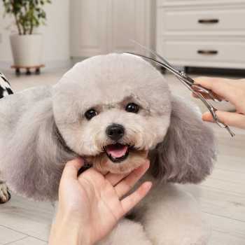 Gambar produk Woofs Gunting Curve Grooming Bulu Hewan Peliharaan 7 Inch - INU72