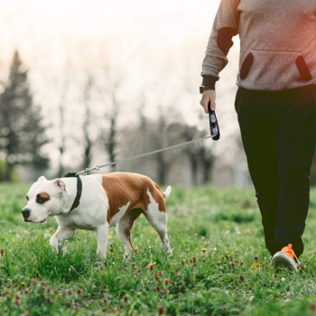Gambar produk ROPET Tali Tuntun Hewan Anjing Automatic Retractable Dog Leash 3M - RP014