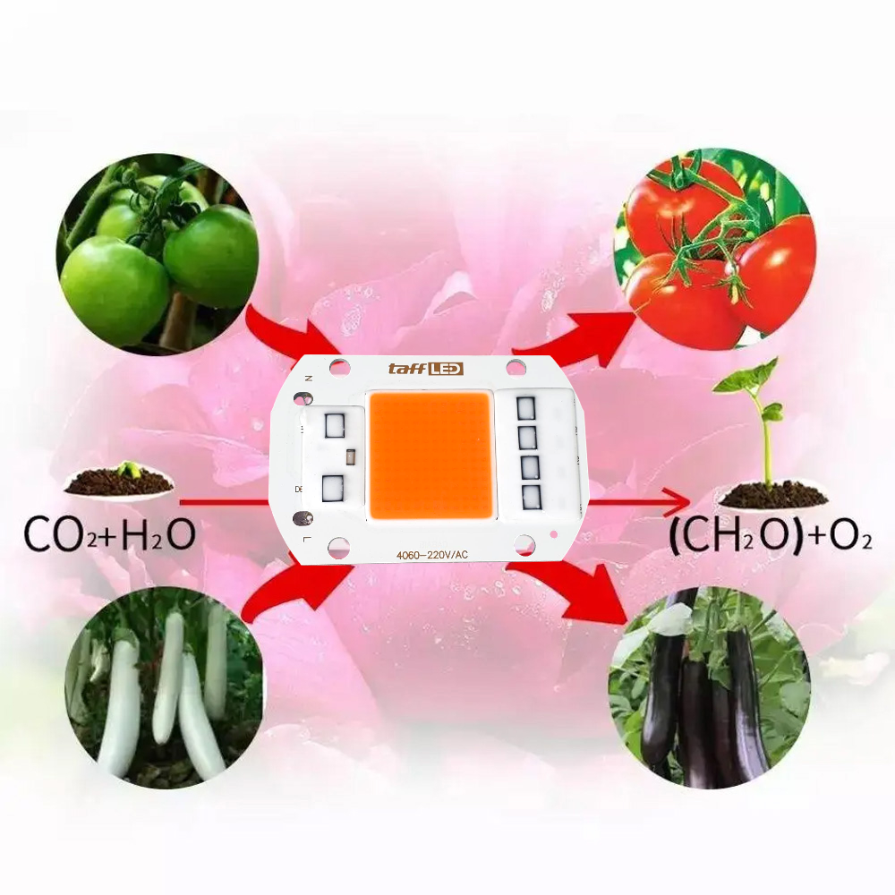 TaffLED Chip LED COB Lampu Tanaman Grow Light 1400K 50W 220V - YO-50 Gambar produk TaffLED Chip LED COB Lampu Tanaman Grow Light 1400K 50W 220V - YO-50