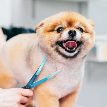 Gambar produk Besmal Set Gunting Grooming Perawatan Bulu Anjing 5in1 - 4CR