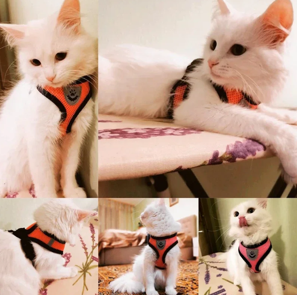 MOGPET Harness Kucing Rompi Vest Breathable Adjustable Cat Dog Harness - RP20 Gambar produk MOGPET Harness Kucing Rompi Vest Breathable Adjustable Cat Dog Harness - RP20