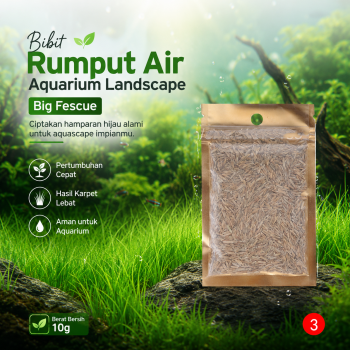 Gambar produk TaffHOME Bibit Rumput Air Dekorasi Aquarium Landscape Ornament 10g Big Fescue - H0027